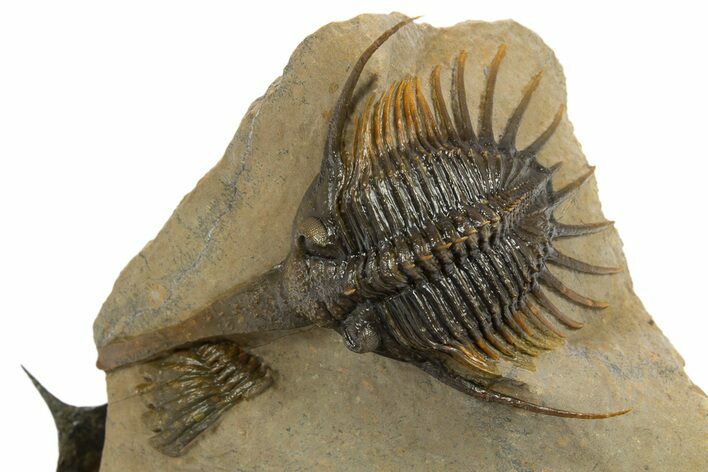 Psychopyge Termierorum Trilobite With Morocconites #310634